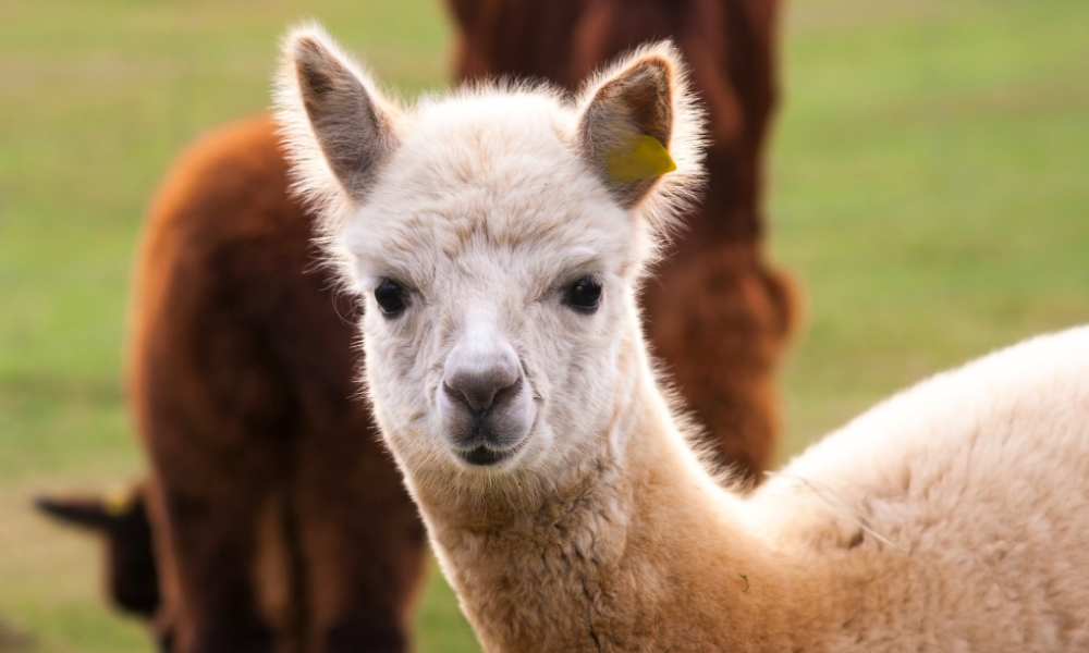 Camelids